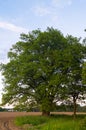 Tranquil beauty of a summer evening in desolate countryside. An old branched oak tree with deep hollow in its trunk and lush crown Royalty Free Stock Photo