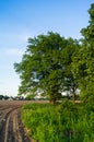 Tranquil beauty of a summer evening in desolate countryside. An old branched oak tree with deep hollow in its trunk and lush crown Royalty Free Stock Photo