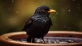Tranquil Blackbird In Tilt-shift Style