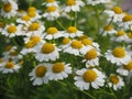 Tranquil Blooms: Chamomile's Serene Beauty