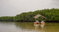 Tranquil Boat Surrounded by Mangrove Forest in Philippines