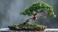 Tranquil Bonsai Tree in Ornamental Pot - Japanese Zen Garden Decoration Royalty Free Stock Photo