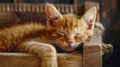 Tranquil cat napping peacefully in cozy barn loft, creating a serene and calming scene