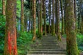 Tranquil and charming forest trails in the Alishan National Forest Recreation Area,