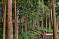 Tranquil and charming forest trails in the Alishan National Forest Recreation Area,