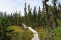 Tranquil, colorful view of a wooden walkway on the Granite Tors Trail, leading through black spruce trees and over a bog with Royalty Free Stock Photo