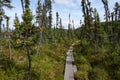 Tranquil, colorful view of wooden walkways on the Granite Tors Trail, leading through black spruce trees and over a bog with Royalty Free Stock Photo