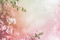 A tranquil composition of pink flowers, softly blurred into a white gradient, evoking a serene floral aesthetic