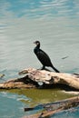 Tranquil cormorant on old log in sparkling summer river Royalty Free Stock Photo
