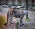 Tranquil cougar standing and looking