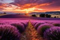 Tranquil countryside impressionist sunset in lavender field with soft purple and golden sky