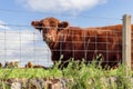 Auburn-furred Highland cow gazes through a fence, epitomizing the charm of Scottish farmlands