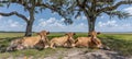 Tranquil cows peacefully lounging in the refreshing shade under majestic oak trees Royalty Free Stock Photo