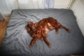 Tranquil curly purebred dog lying on bed at home