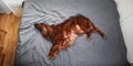 Tranquil curly purebred dog lying on bed at home