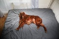 Tranquil curly purebred dog lying on bed at home