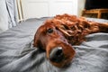 Tranquil curly purebred dog lying on bed at home