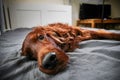 Tranquil curly purebred dog lying on bed at home