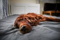 Tranquil curly purebred dog lying on bed at home