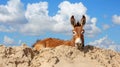 Tranquil donkey peacefully lounging under the clear blue sky in a serene relaxation scene