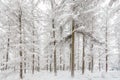 Tranquil Dutch winter forest Royalty Free Stock Photo