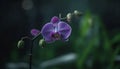Tranquil elegance of a multi colored orchid in a tropical garden generated by AI