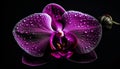 Tranquil elegance in nature Purple orchid blossom reflects on water generated by AI