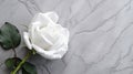 Tranquil Elegance: White Rose Flower on Grey Surface with Serene Presence