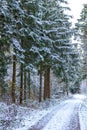 In the tranquil embrace of winter, the forest stands adorned in a glistening blanket of snow