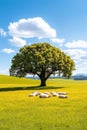 A tranquil flock of sheep enjoys a moment of rest in the shade of a large tree, surrounded by lush green fields Royalty Free Stock Photo
