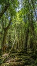 Light mysterious rainforest Royalty Free Stock Photo