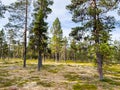 Tranquil forest clearing with pine trees illuminated by warm sunlight Royalty Free Stock Photo