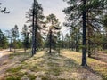 Tranquil forest clearing with pine trees illuminated by warm sunlight Royalty Free Stock Photo