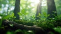 A tranquil forest with dense greenery and golden sunlight streaming through the canopy Royalty Free Stock Photo