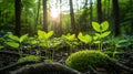 A tranquil forest with dense greenery and golden sunlight streaming through the canopy Royalty Free Stock Photo