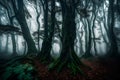 Tranquil Forest: Misty Woodland with Spooky Sunlight