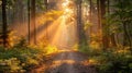 Tranquil forest path bathed in ethereal morning sunlight, inviting exploration and serenity Royalty Free Stock Photo