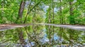 A tranquil forest path with a large puddle reflecting the vibrant green trees and bright sky Royalty Free Stock Photo