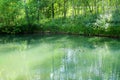 Tranquil forest pond framed by lush green woodland park in sunshine. Green water in a pond with ducks and trees around