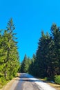 Serene Forest Road in Winter with Pine Trees and Clear Blue Sky Royalty Free Stock Photo