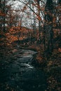 Tranquil forest scene in autumn, featuring a stream winding its way through a landscape Royalty Free Stock Photo