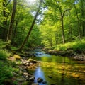 A tranquil forest scene with a clear shallow stream flowing through Royalty Free Stock Photo