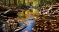 Tranquil Forest Stream Captivating Fall Time Photography