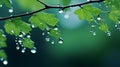 Tranquil Gardenscapes: Rain Water Drops On Tree Branches Wallpaper Royalty Free Stock Photo