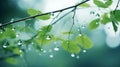 Tranquil Gardenscapes: Water Drops On Tree Branches Wallpaper