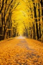 Tranquil golden autumn forest with a vibrant and picturesque asphalt road pathway Royalty Free Stock Photo