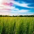 Tranquil green field under blue sky with swaying grasses and distant trees