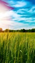 Tranquil green field under blue sky with swaying grasses and distant trees