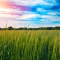 Tranquil green field under blue sky with swaying grasses and distant trees