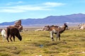 Serene green landscape with alpacas and llamas, geological rock formations on Altiplano, Andes of Bolivia, South America Royalty Free Stock Photo